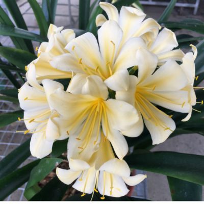 SH97 Re-Curve Yellow with Fading Light Green Throat