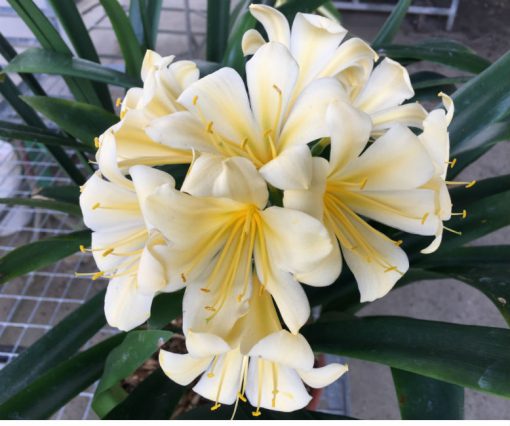 SH97 Re-Curve Yellow with Fading Light Green Throat