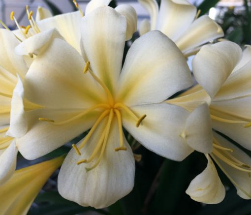 SH97 Re-Curve Yellow with Fading Light Green Throat - Image 2