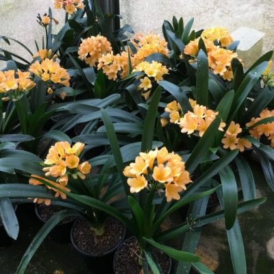 SH98 Group of Light Peach Clivia miniata