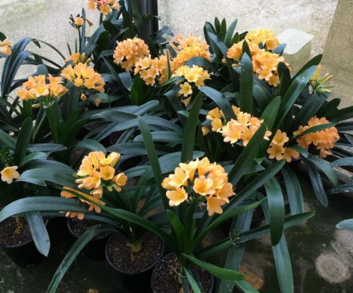 SH98 Group of Light Peach Clivia miniata