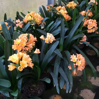 SH99 Group of Medium Toned Peach Clivia miniata