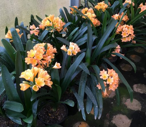 SH99 Group of Medium Toned Peach Clivia miniata