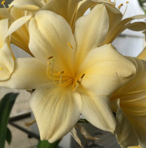 SH86 Pale cream/yellow Clivia miniata, slightly re-curved - Image 2