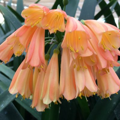SH8 'Cream Fingers' range Clivia Interspecific, light cream fading to burnt orange