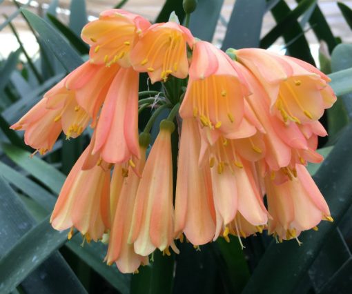 SH8 'Cream Fingers' range Clivia Interspecific, light cream fading to burnt orange