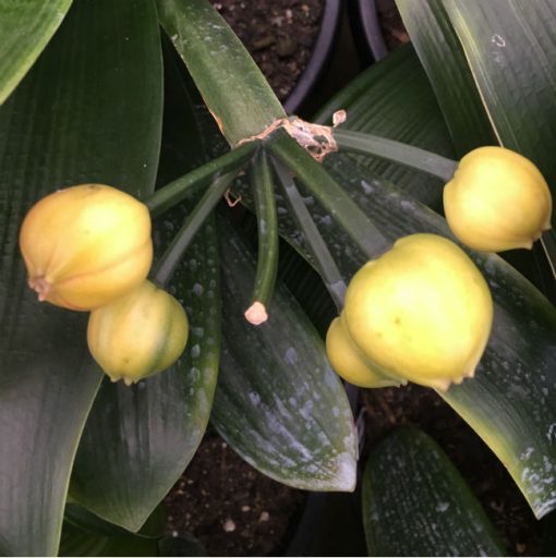 SH158 Anshan Daruma Clivia miniata, leaves 90mm x 390mm - Image 4
