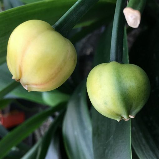 SH158 Anshan Daruma Clivia miniata, leaves 90mm x 390mm - Image 5