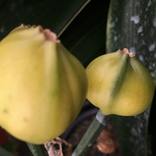 SH158 Anshan Daruma Clivia miniata, leaves 90mm x 390mm - Image 6