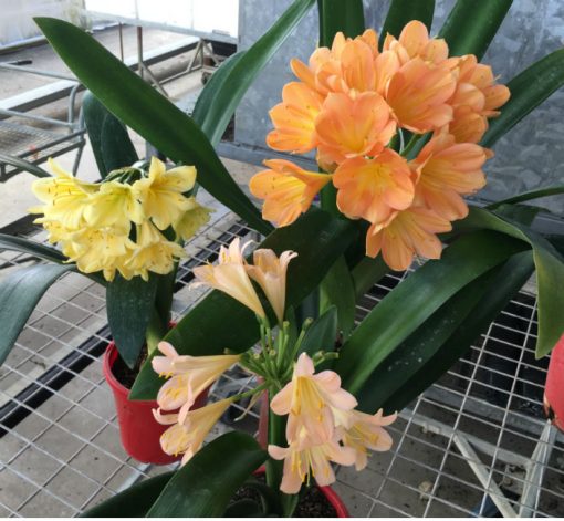 SH151 Pink Clivia miniata - Image 5