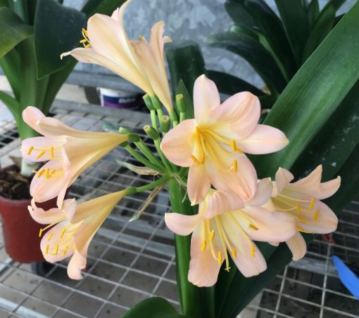 SH151 Pink Clivia miniata - Image 4