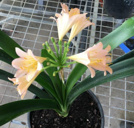 SH151 Pink Clivia miniata - Image 3