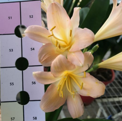SH151 Pink Clivia miniata