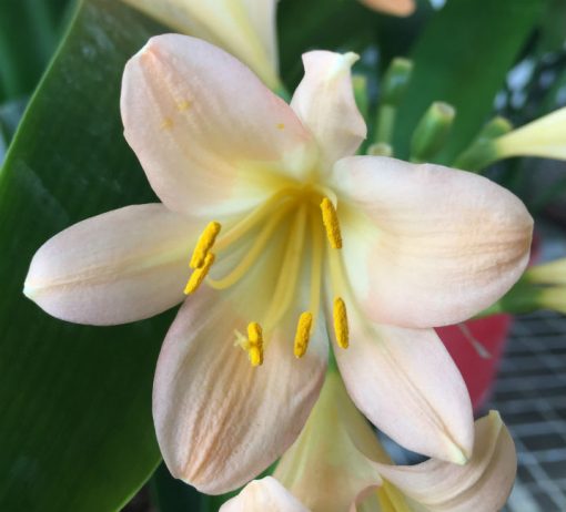 SH151 Pink Clivia miniata - Image 2