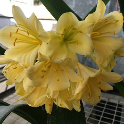 SH152 Yellow Clivia miniata with hints of lime