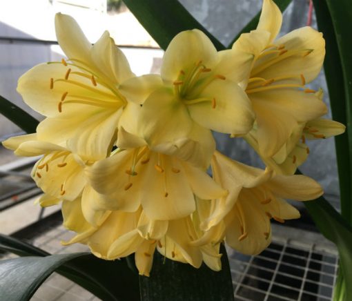SH152 Yellow Clivia miniata with hints of lime