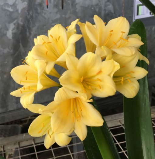 SH152 Yellow Clivia miniata with hints of lime - Image 2