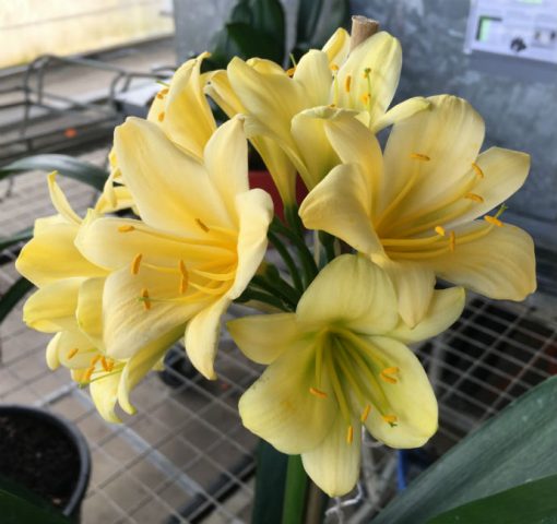 SH152 Yellow Clivia miniata with hints of lime - Image 3
