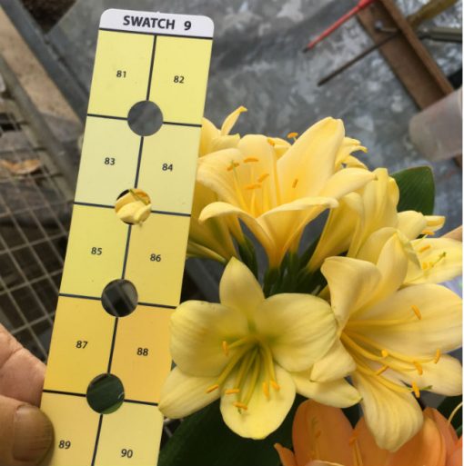 SH152 Yellow Clivia miniata with hints of lime - Image 4