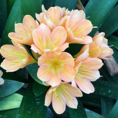 SH153 Mid Peach Clivia miniata with light pink blush