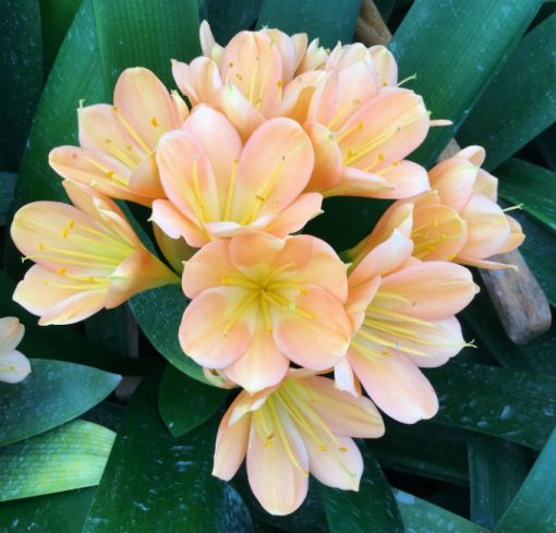 SH153 Mid Peach Clivia miniata with light pink blush