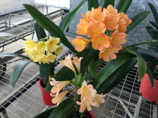 SH153 Mid Peach Clivia miniata with light pink blush - Image 3