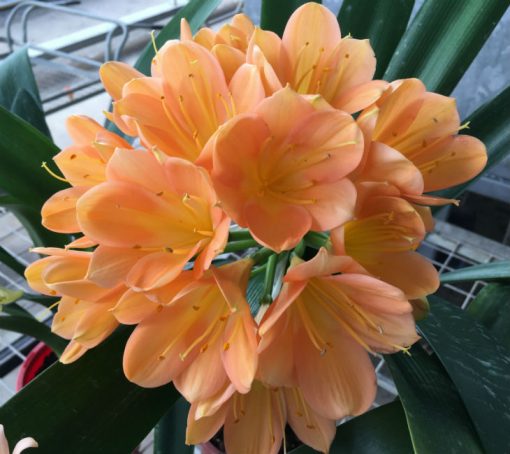 SH153 Mid Peach Clivia miniata with light pink blush - Image 4