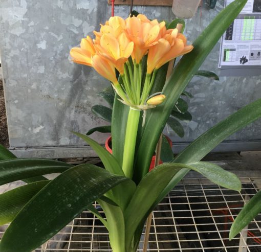 SH153 Mid Peach Clivia miniata with light pink blush - Image 2