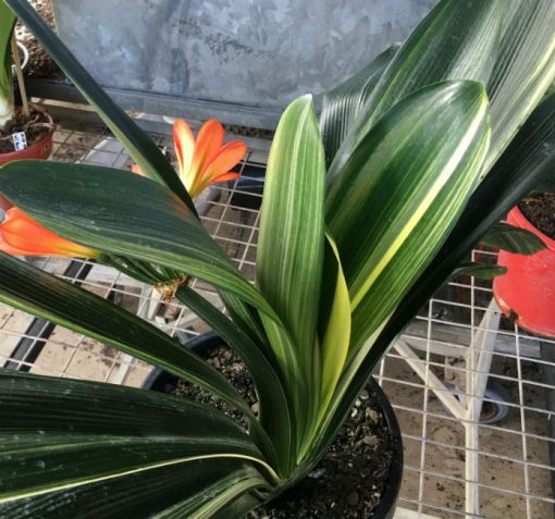 SH154 Variegated Anshan Daruma Clivia miniata, leaves 110mm x 680mm - Image 2
