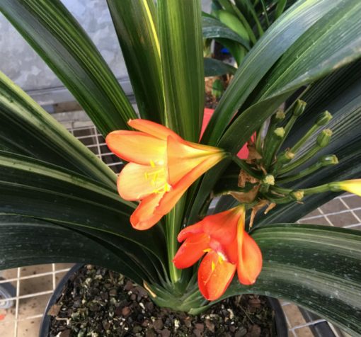SH154 Variegated Anshan Daruma Clivia miniata, leaves 110mm x 680mm - Image 3