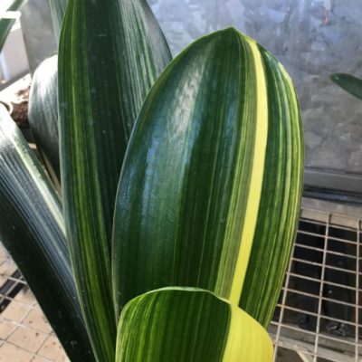 SH154 Variegated Anshan Daruma Clivia miniata, leaves 110mm x 680mm