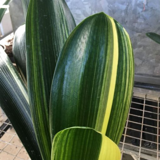 SH154 Variegated Anshan Daruma Clivia miniata, leaves 110mm x 680mm