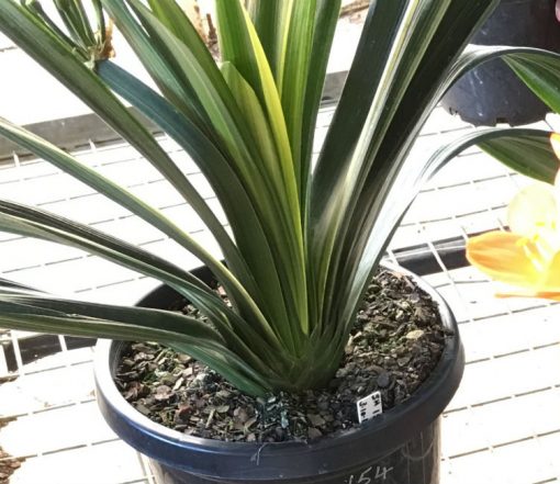SH154 Variegated Anshan Daruma Clivia miniata, leaves 110mm x 680mm - Image 4