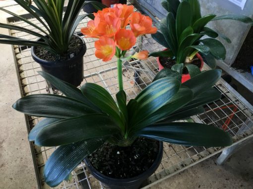 SH155 Variegated Anshan Daruma Clivia miniata, leaves 90mm x 390mm - Image 2
