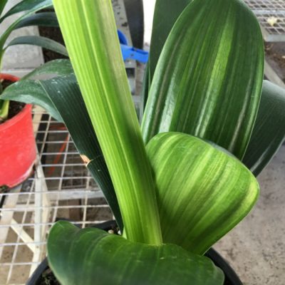SH155 Variegated Anshan Daruma Clivia miniata, leaves 90mm x 390mm