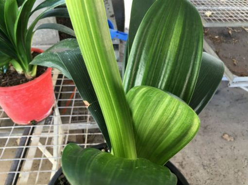 SH155 Variegated Anshan Daruma Clivia miniata, leaves 90mm x 390mm