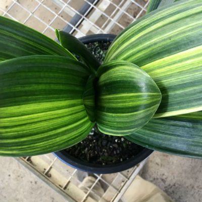 SH156 Variegated Anshan Daruma, leaves 100mm x 400mm