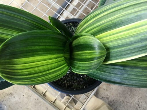 SH156 Variegated Anshan Daruma, leaves 100mm x 400mm