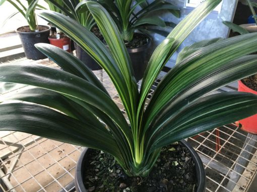 SH156 Variegated Anshan Daruma, leaves 100mm x 400mm - Image 2