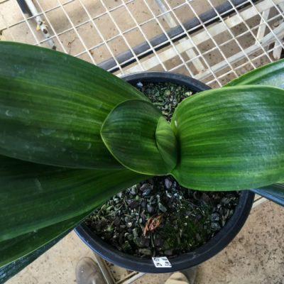 SH157 Variegated Anshan Daruma Clivia miniata, leaves 100mm x 480mm