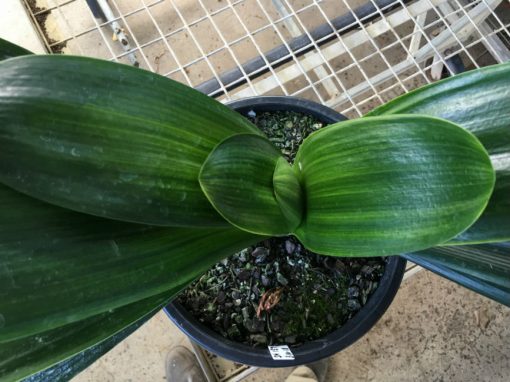 SH157 Variegated Anshan Daruma Clivia miniata, leaves 100mm x 480mm