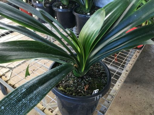 SH157 Variegated Anshan Daruma Clivia miniata, leaves 100mm x 480mm - Image 2