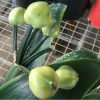 SH158 Anshan Daruma Clivia miniata, leaves 90mm x 390mm - Image 2