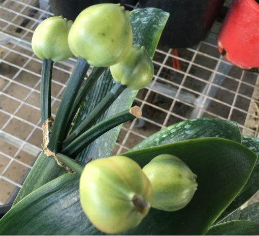 SH158 Anshan Daruma Clivia miniata, leaves 90mm x 390mm - Image 2