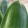 SH158 Anshan Daruma Clivia miniata, leaves 90mm x 390mm - Image 3