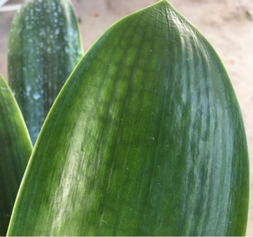 SH158 Anshan Daruma Clivia miniata, leaves 90mm x 390mm - Image 3
