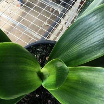 SH158 Anshan Daruma Clivia miniata, leaves 90mm x 390mm