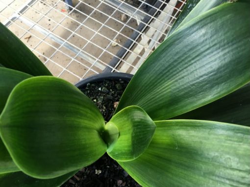 SH158 Anshan Daruma Clivia miniata, leaves 90mm x 390mm