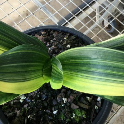 SH159 Variegated Anshan Daruma Clivia miniata, leaves 70mm x 200mm