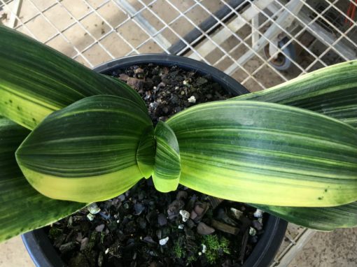SH159 Variegated Anshan Daruma Clivia miniata, leaves 70mm x 200mm